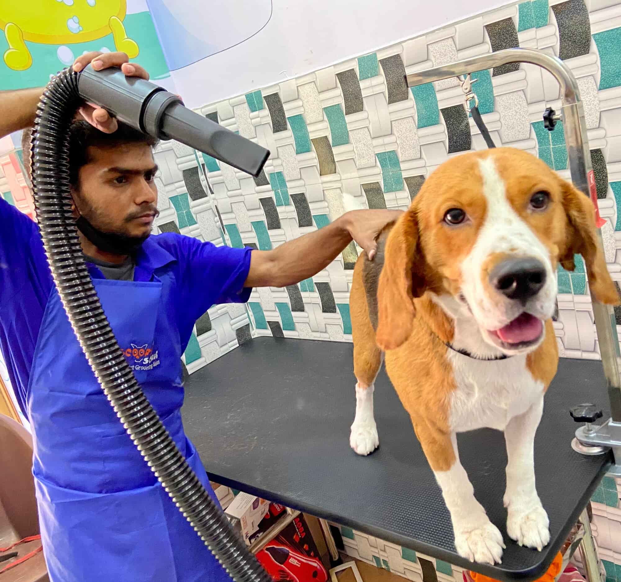 SCOOPY SCRUB & PET BYTES PET GROOMING SALON in Seethammadhara