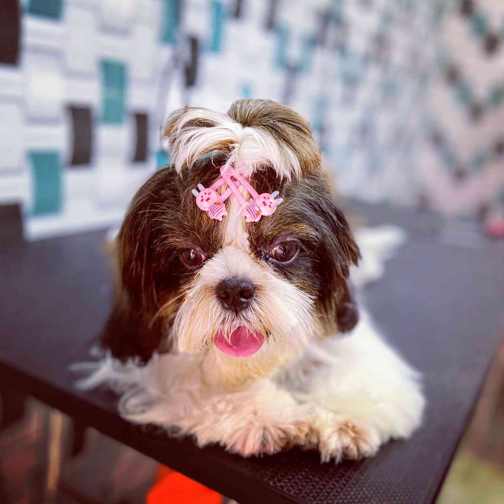 SCOOPY SCRUB & PET BYTES PET GROOMING SALON in Seethammadhara,Visakhapatnam Best Pet Food