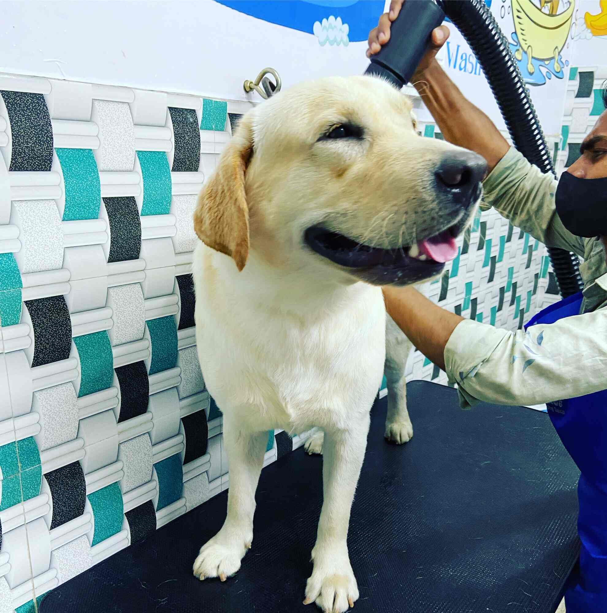 SCOOPY SCRUB & PET BYTES PET GROOMING SALON in Seethammadhara,Visakhapatnam Best Pet Food