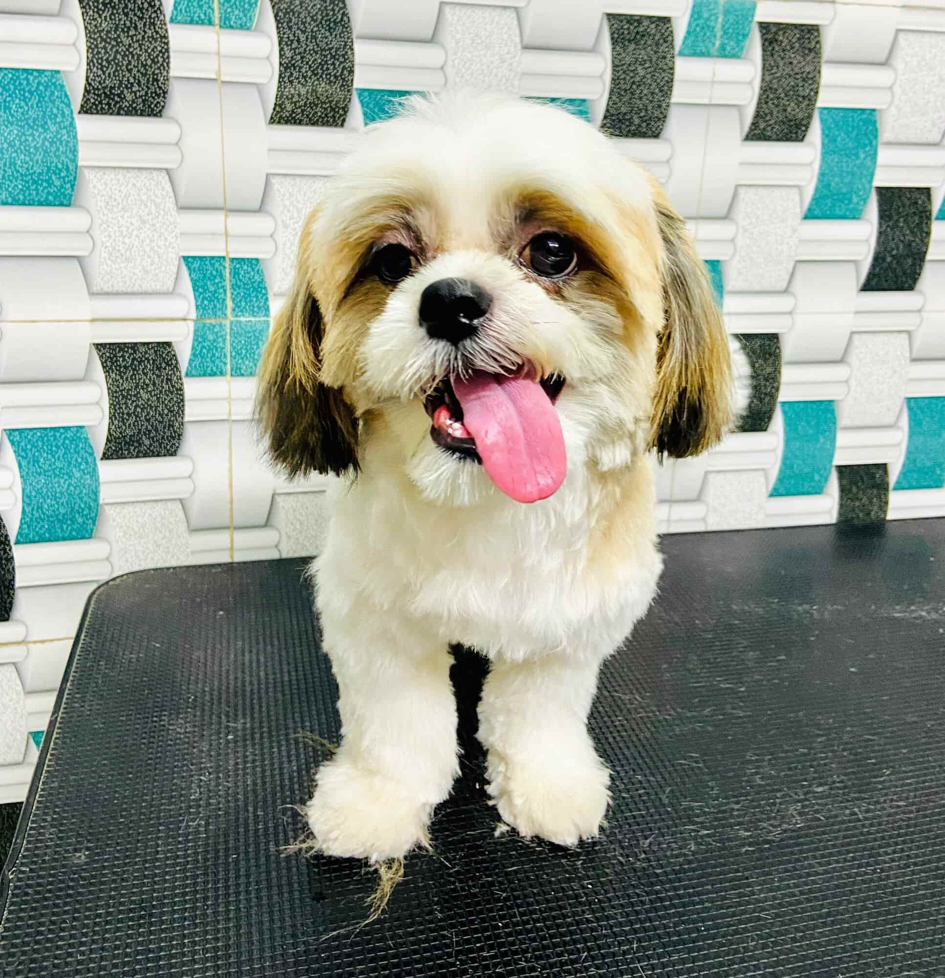 SCOOPY SCRUB & PET BYTES PET GROOMING SALON in Seethammadhara,Visakhapatnam Best Pet Food