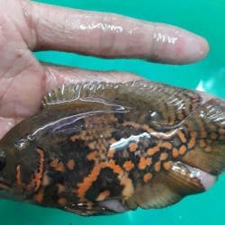 Marine fish stockists near me hot sale