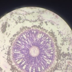 Lab view 5