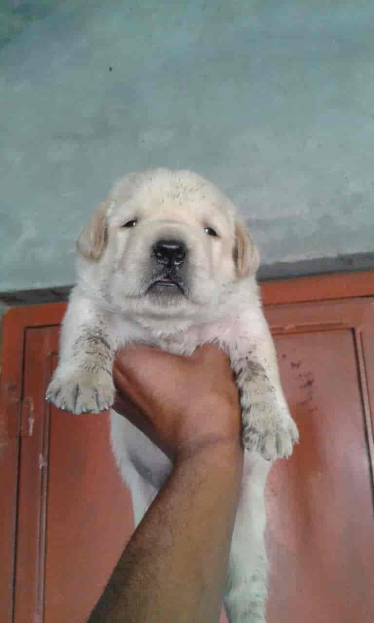 Top Pet Shops For Dog in Derabassi,Zirakpur Best Pet Supplies Store near me Justdial