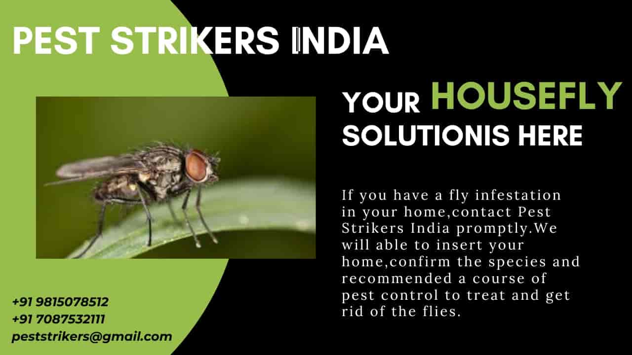 Top Bird Netting Services in Patiala Best Bird Net Installation