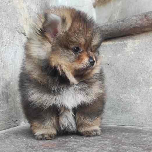 Top Pet Shops For Dog in Derabassi,Zirakpur Best Pet Supplies Store near me Justdial