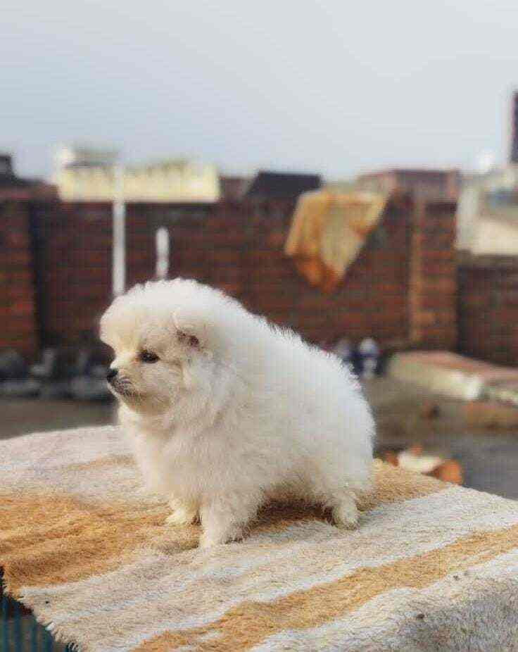 Top Pet Shops For Dog in Derabassi,Zirakpur Best Pet Supplies Store near me Justdial