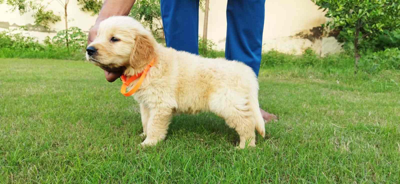 Top Pet Shops For Dog in Derabassi,Zirakpur Best Pet Supplies Store near me Justdial