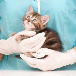 Top 10 Animal Welfare Organisations In Moradabad Best Ngos For Animal Welfare Justdial