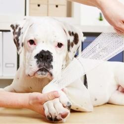 Top 10 Animal Welfare Organisations In Moradabad Best Ngos For Animal Welfare Justdial