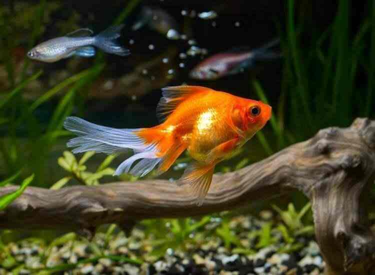 Kinara Sea Foods Chinchwad Railway Station Aquarium Fish Dealers In Pune Justdial