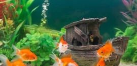 Top Fish Aquarium Dealers In Alamcode Best Fish Aquarium Shops justdial