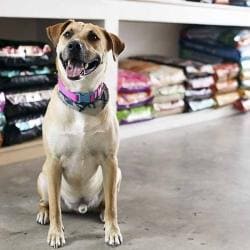 pet shop in indirapuram