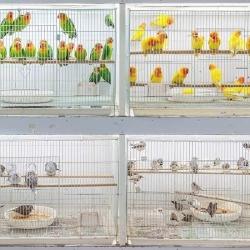 parrot pet shop near me