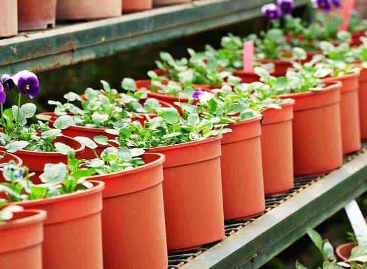 Tulasi Nursery, Mehdipatnam Plant Nurseries in Hyderabad Justdial