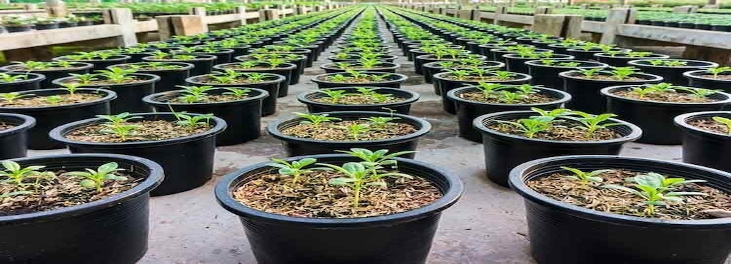 S Nursery Plant Nurseries In Kolkata Justdial S Nursery