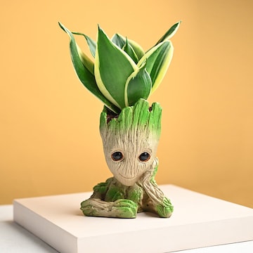 Bonsai Plant in Ajmer - Exquisite Miniature Trees for Your Home - Justdial  Verified