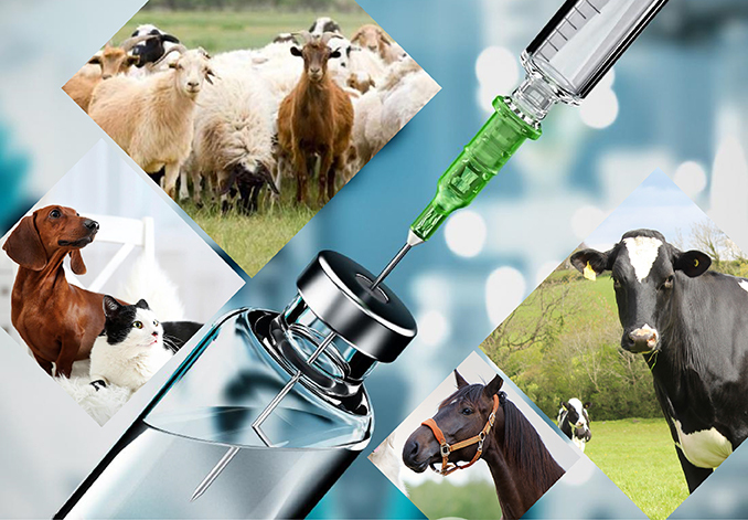 Albendazole for animals Albendazole for animals