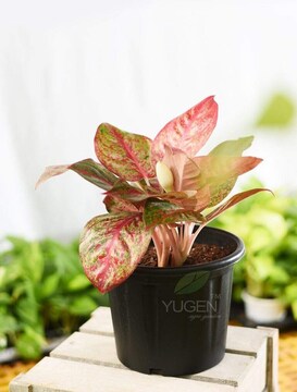 indoor house plants Monstera Deliciosa: Popular Live Plant - (6 Pot)  Easy Plant Care - Low  Maintenance House Plant for Home