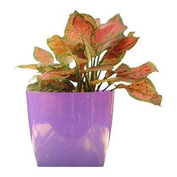 Aglaonema Big Roy in Ahmedabad at  1,030 / Unit by The Gardenzo - Justdial