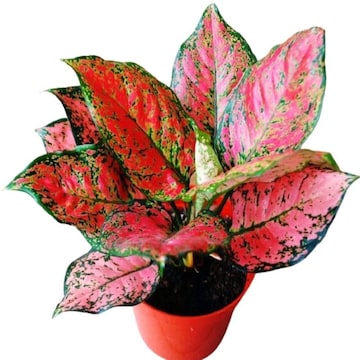 Aglaonema Osaka - Lush, Vibrant Indoor Plant - Justdial Verified