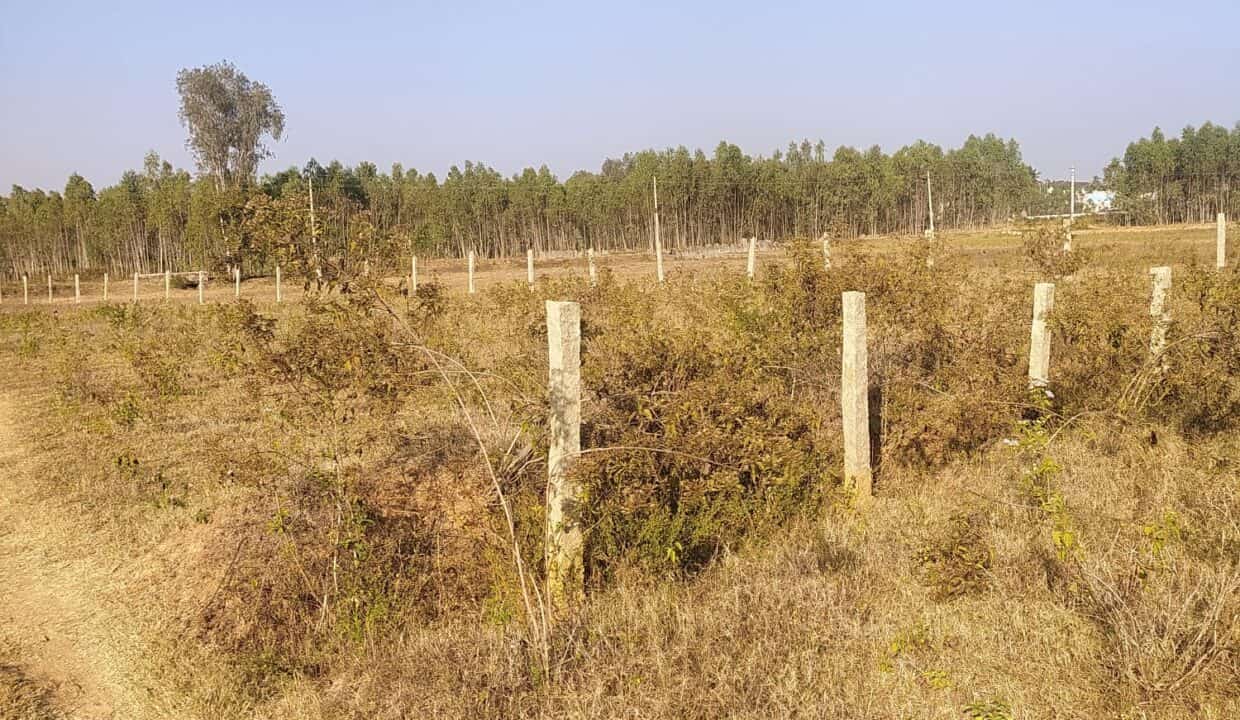 Agribusiness Land Agents