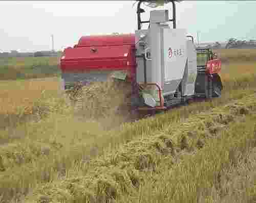 Rice cutting machine price discount