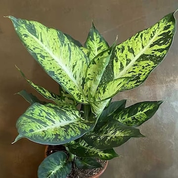 hanging rope plant Variegated Hoya Compacta aka Hoya Hindu Rope Variegated Available in 2