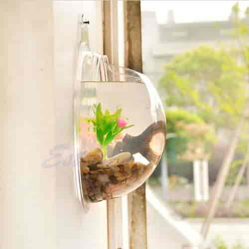Ootdty Standard Acrylic Hot Fish Tank Mounted Bowl Aquarium Wall Hanging Plant Pot For Home Decoration Transpa Features Reviews In India Justdial - Wall Hanging Fish Tank Reviews Ootdty Standard Acrylic Hot Fish Tank Mounted Bowl Aquarium Wall Hanging Plant Pot For Home Decoration Transpa Features Reviews In India Justdial - Wall Hanging Fish Tank Reviews