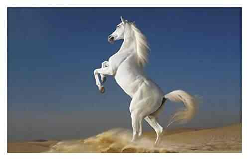 Buy Horse Sticker Horse Stickers Running Horse Sticker Horse Wall Sticker Horse Sticker For Room Features Price Reviews Online In India Justdial