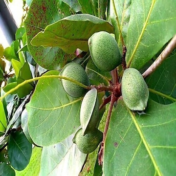 Badam Tree Indian Almond Tree Terminalia Catappa Plant in Ahmedabad -  Dealers, Manufacturers & Suppliers -Justdial