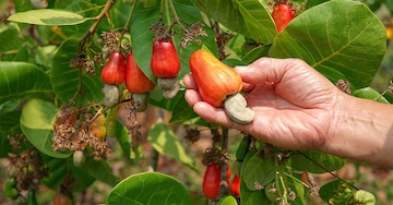 coffee seeds for planting Coffee seeds, Coffee fruit, coffee beans
