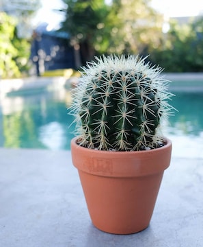 Cactus Plant in Mumbai - Stunning Succulents and Hardy Desert Flora -  Justdial Verified