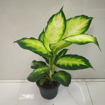 Dieffenbachia Plant in Chennai - Lush, Vibrant, Low-Maintenance - Justdial  Verified