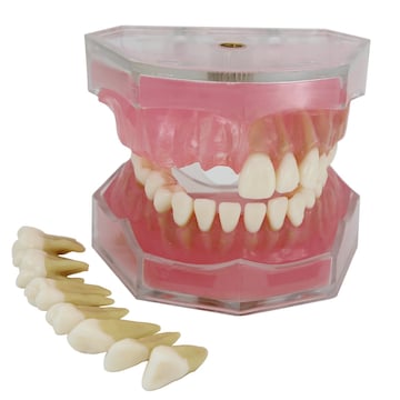 Dental Teeth Model Orthodontic Metal Bracket Tube Teach Typodont Demonstration E
