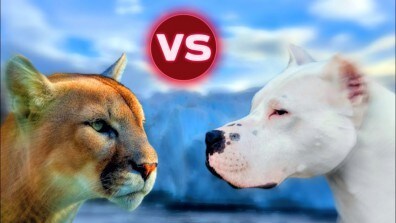 Dogo Argentino Vs Puma Real Fight Video in Jaipur - Dealers ...