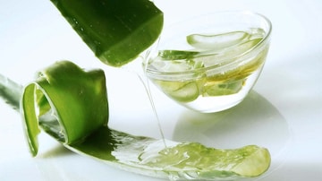 Freeze Dried Aloe Vera in Nagpur - Premium, Nutrient-Rich, Natural -  Justdial Verified