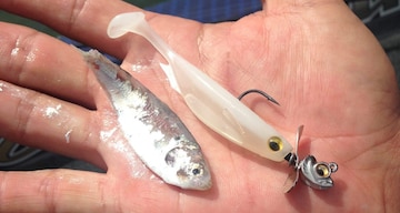 bangalore fishing lures JB Gold Back Varmit, 1/4 oz. / Neon Red and 1/4oz Fishing Lures Bait in Bangalore