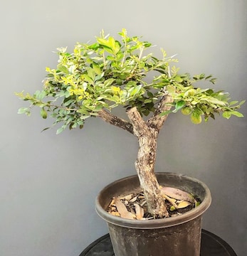 bonsai untersetzer oval Bonsai-Trainingsschale oval 16cm mit Untersetzer – Bonsai winkel main image 0
