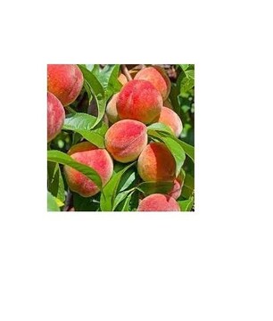 Stute Morello Cherry Extra Jam, 430 G