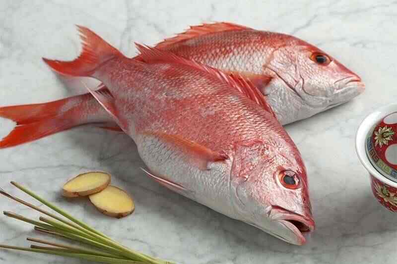 Red Snapper Fish - Get Best Price from Manufacturers & Suppliers