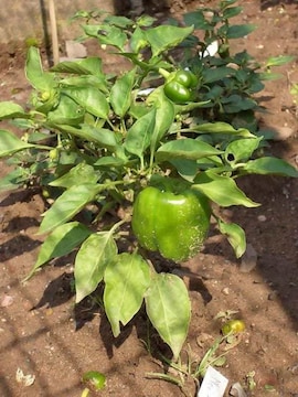 black ficus plant Ficus Black (Ficus Benjamina)