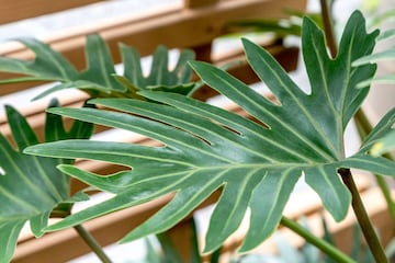 Philodendron Micans Plant - Lush, Exotic, and Vibrant - Justdial Verified
