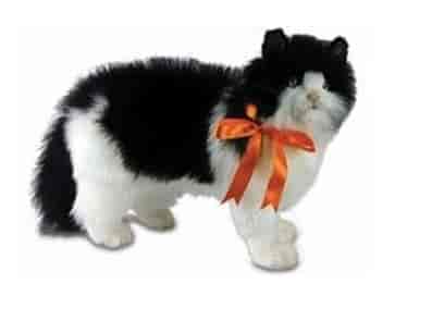 hansa cat