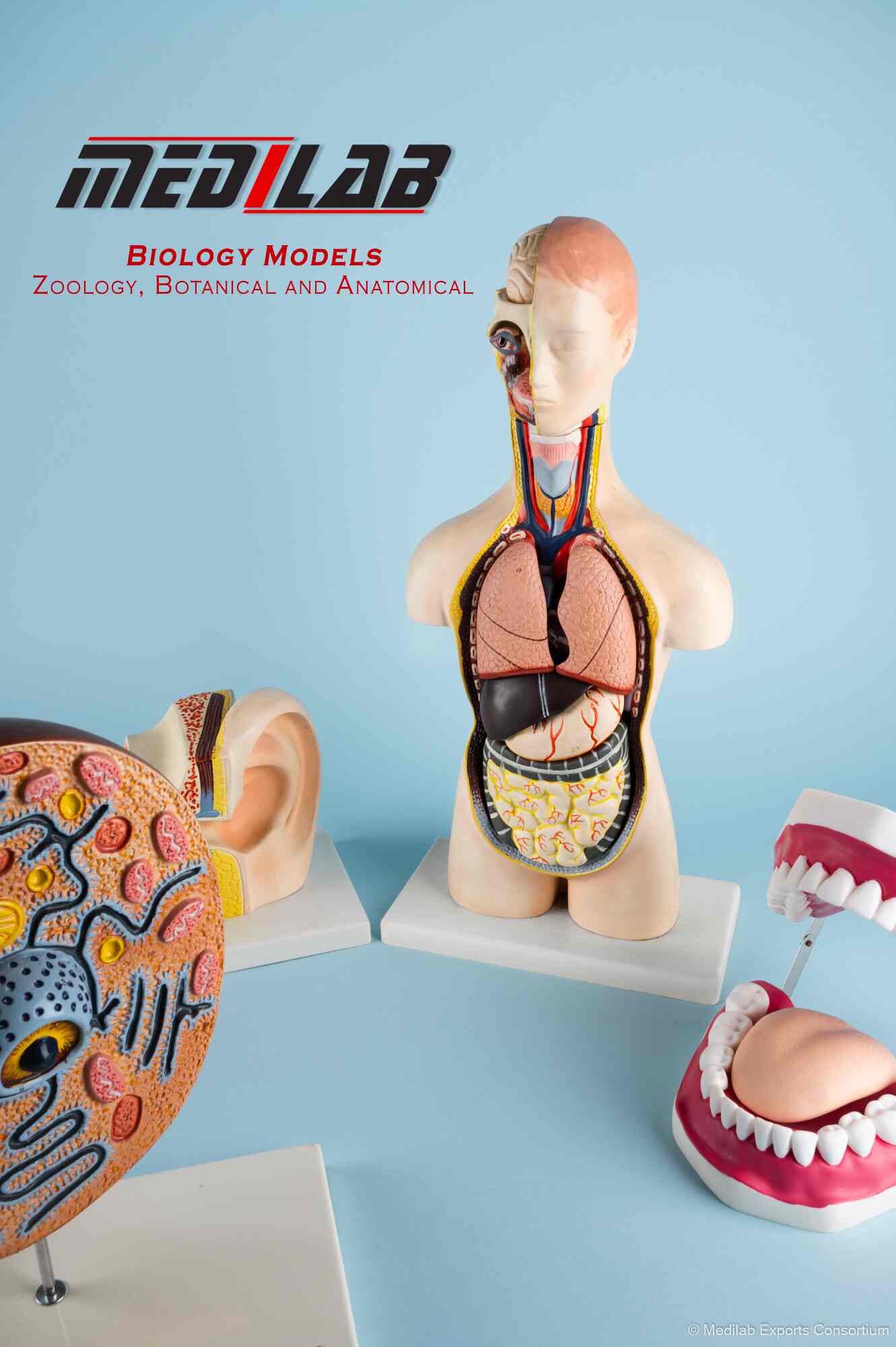 Medical Models in Kedarnath - Realistic Anatomical Models for Education ...