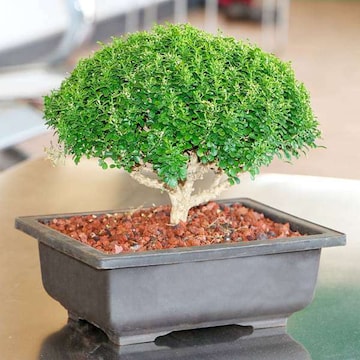 Bonsai Mango Tree in Gandhidham - Dealers, Manufacturers & Suppliers  -Justdial