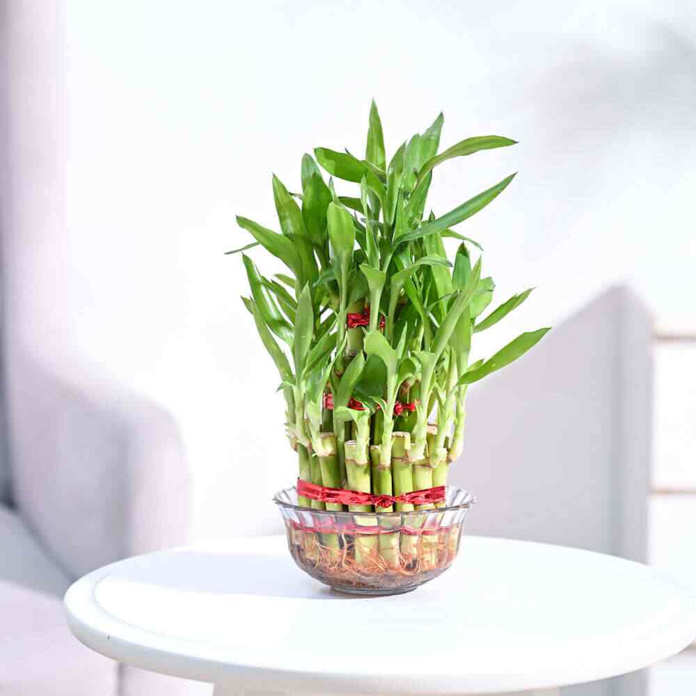Bamboo Plant in Jhansi at Best Price Dealers Manufacturers Suppliers Justdial