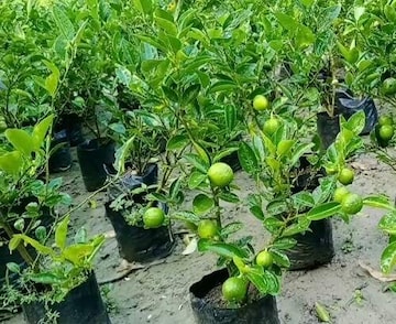 Grafted Sapling Stage