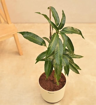 Grafted Sapling Stage