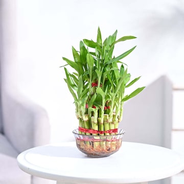 Bamboo Plant in Kumbakonam - Lush Green, Hardy & Elegant Options - Justdial  Verified