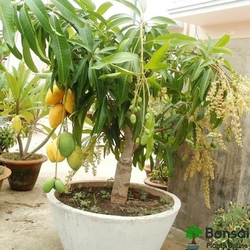 Thailand Jackfruit Plant - Get Best Price from Manufacturers & Suppliers in  India